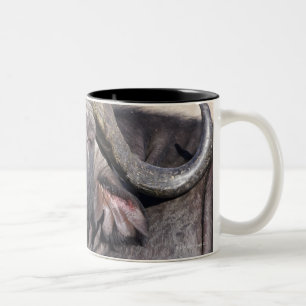 Sabi versandet Erhaltung, Mpumalanga-Provinz, 2 Zweifarbige Tasse