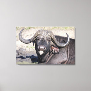 Sabi versandet Erhaltung, Mpumalanga-Provinz, Leinwanddruck