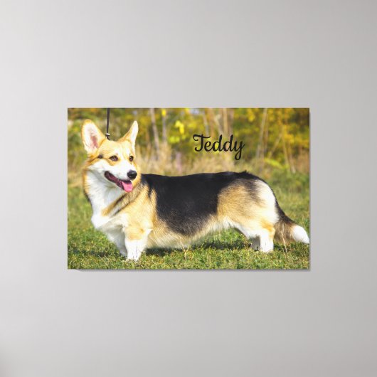 Sable Cardigan Welsh Corgi Dog Leinwanddruck (Vorderseite)