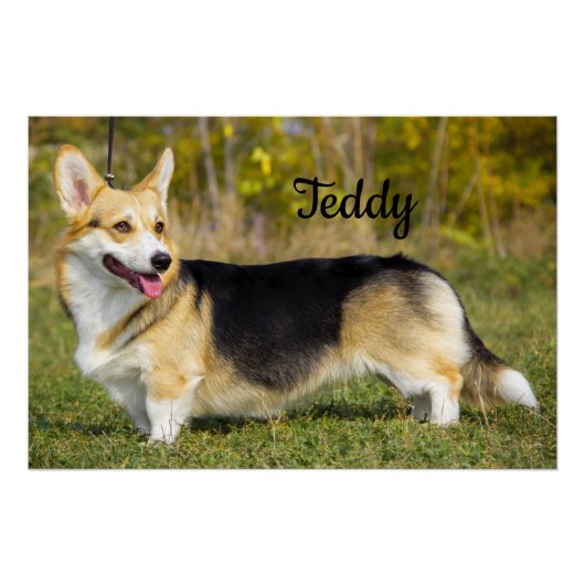 Sable Cardigan Welsh Corgi Dog Poster (Vorderseite)