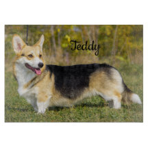 Sable Cardigan Welsh Corgi Dog