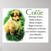 Sable Collie Geschenke Poster (Vorne)