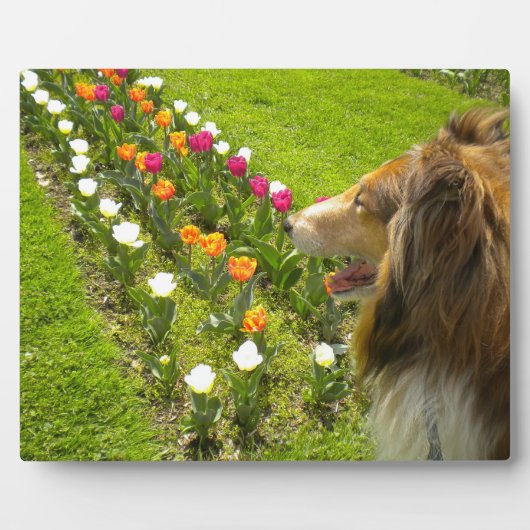 Sable Collie N Tulips Foto Plaque Fotoplatte (Vorderseite)