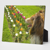 Sable Collie N Tulips Foto Plaque Fotoplatte (Seite)