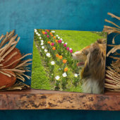Sable Collie N Tulips Foto Plaque Fotoplatte (Seite)