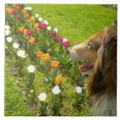 Sable Collie N Tulips Tile Trivet Fliese (Vorderseite)