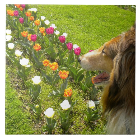 Sable Collie N Tulips Tile Trivet Fliese (Vorderseite)
