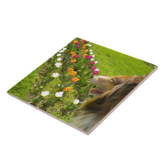 Sable Collie N Tulips Tile Trivet Fliese (Seite)