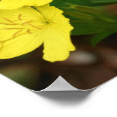 Sable Collie Yellow Primrose Dog Art Poster (Ecke)