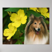 Sable Collie Yellow Primrose Dog Art Poster (Vorne)