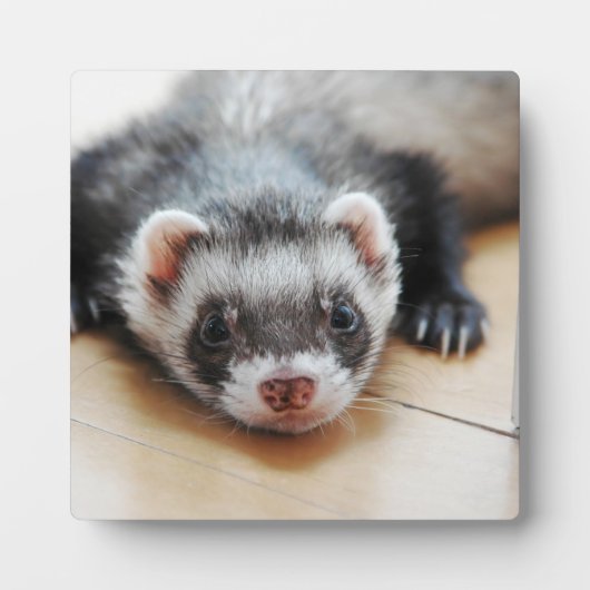 Sable Ferret Fotoplatte (Vorderseite)