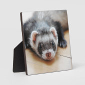 Sable Ferret Fotoplatte (Vorderseite)