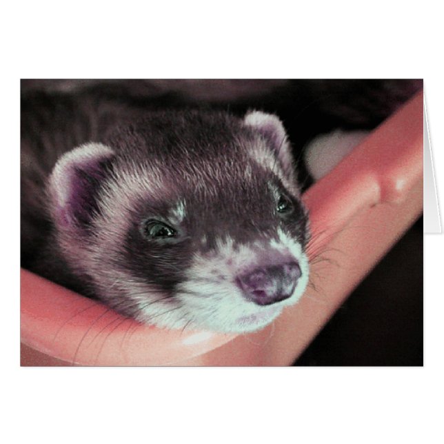 Sable-Ferret-Karte (Vorderseite (Horizontal))
