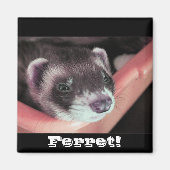 Sable Ferret Magnet (Vorne)