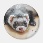 Sable Ferret Magnet (Vorne)
