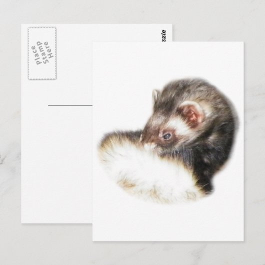 Sable Ferret Picture Postkarte (Vorne/Hinten)