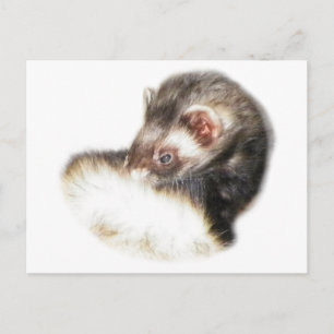 Sable Ferret Picture Postkarte