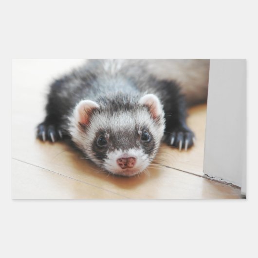 Sable Ferret Rechteckiger Aufkleber (Vorderseite)