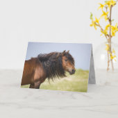 Sable Island Hengst - Wilde Pferde - Greycard Karte (Gelbe Blume)