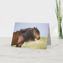 Sable Island Hengst - Wilde Pferde - Greycard
