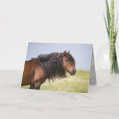 Sable Island Hengst - Wilde Pferde - Greycard Karte (Vorderseite)