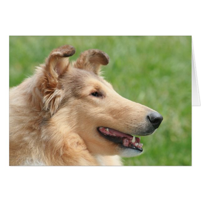 Sable Rough Collie (Vorderseite (Horizontal))