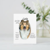 Sable Rough Collie Begegnung mit der Rasse Postkarte (Stehend Vorderseite)