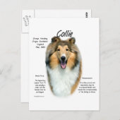 Sable Rough Collie Begegnung mit der Rasse Postkarte (Vorne/Hinten)