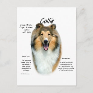 Sable Rough Collie Begegnung mit der Rasse Postkarte