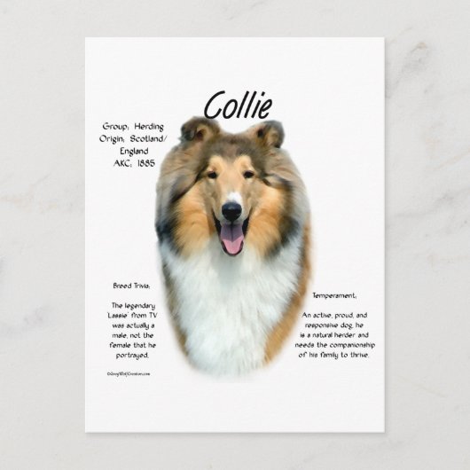 Sable Rough Collie Begegnung mit der Rasse Postkarte (Vorderseite)