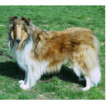 Sable Rough Collie Freistehende Fotoskulptur<br><div class="desc">Fotoskulptur von Rough Collie-</div>