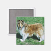 Sable Rough Collie Magnet (Vorderseite/Rückseite)
