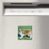 Sable Rough Collie Magnet (In Situ (Geschirrspüler))