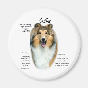 Sable Rough Collie Meet Breed - Magnet