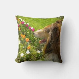 Sable Rough Collie und Tulips Kissen