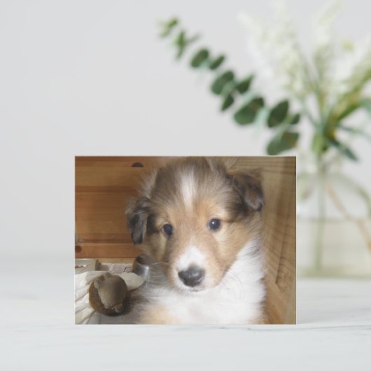 Sable Sheltie Pup Postkarte (Stehend Vorderseite)