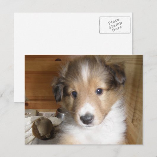 Sable Sheltie Pup Postkarte (Vorne/Hinten)