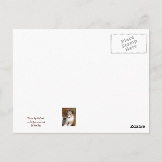Sable Sheltie Pup Postkarte (Rückseite)