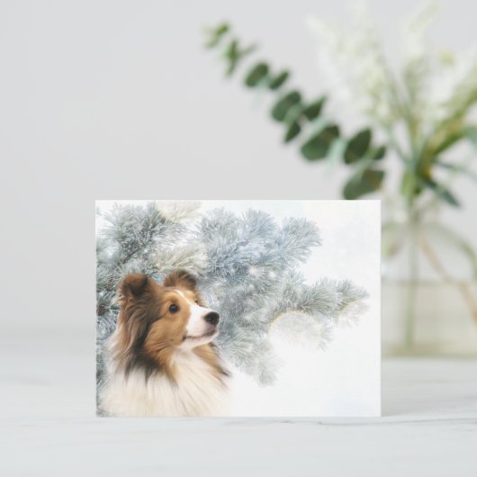 Sable Sheltie Weihnachten (Stehend Vorderseite)