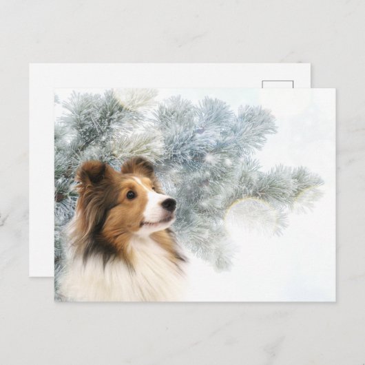 Sable Sheltie Weihnachten (Vorne/Hinten)