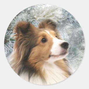 Sable Sheltie Weihnachten Runder Aufkleber