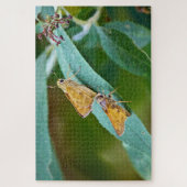 Sachem (Atalopedes campestris) Puzzle (Vertikal)