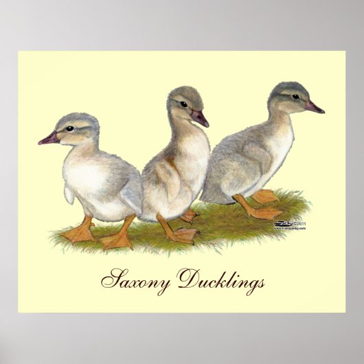 Sachsen Ducklings Poster (Vorne)