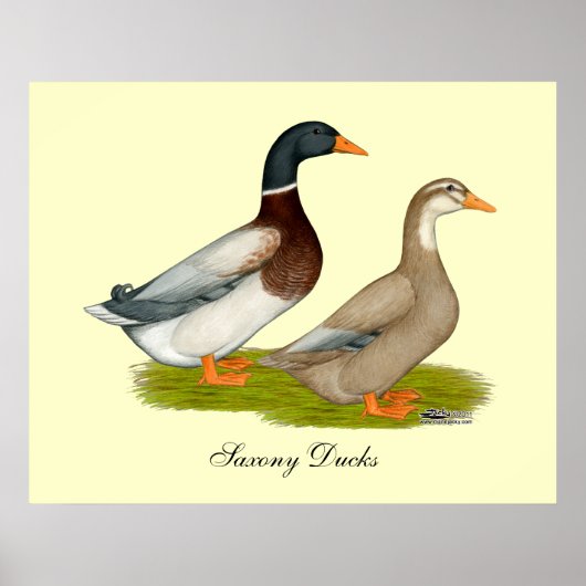 Sachsen Ducks Poster (Vorne)