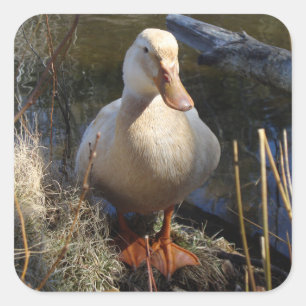 Sachsen-Enten-Aufkleber Quadratischer Aufkleber