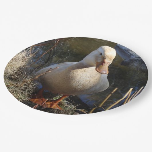 Sachsen-Enten-Pappteller Pappteller (Schrägansicht)