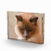 Sacrad Cat Fotoblock (Rechts)