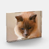 Sacrad Cat Fotoblock (Links)