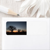 Sacred Baobabs (Insitu)