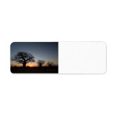 Sacred Baobabs (Vorne)